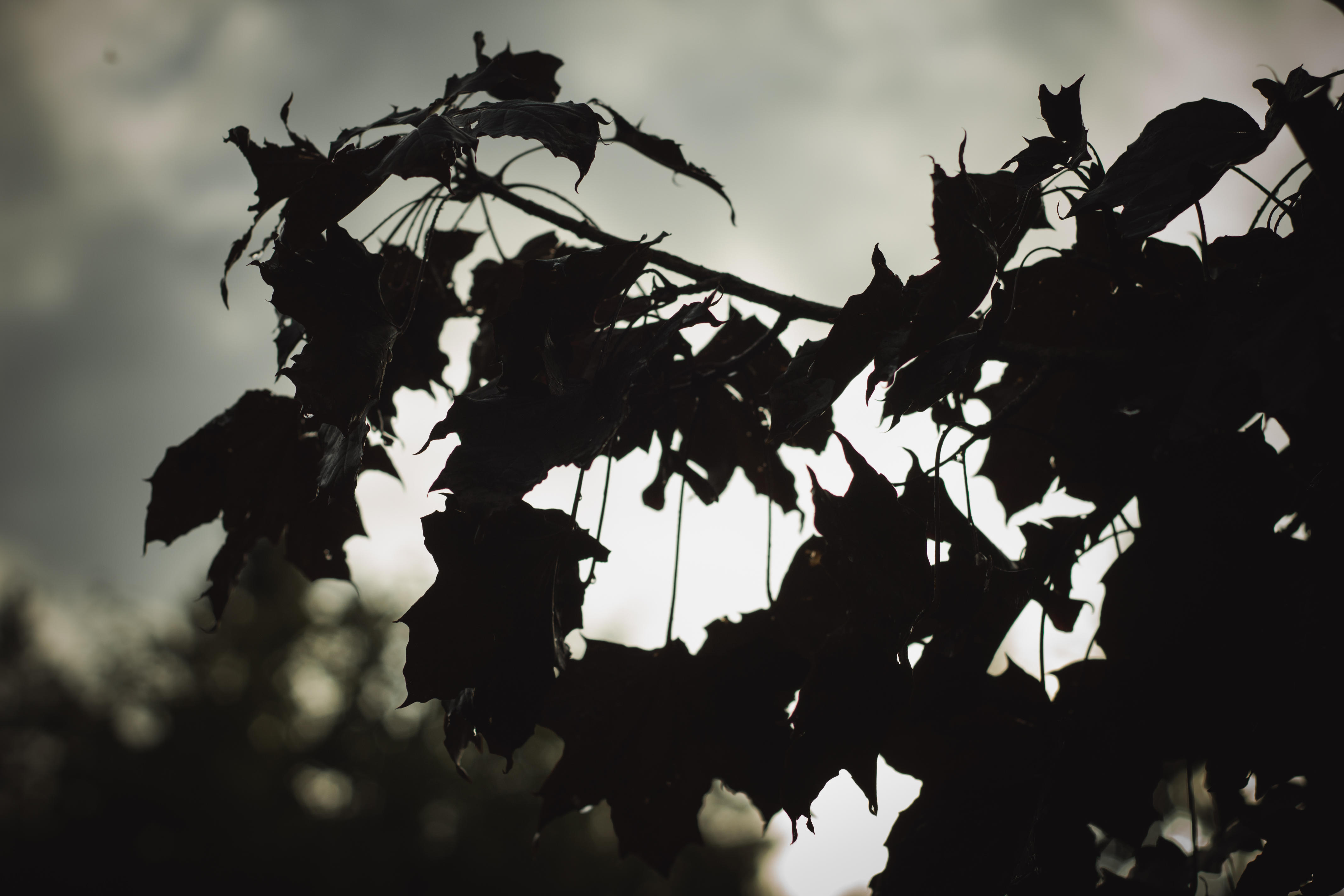 Regntunga löv i motljus. Foto Johanna Ene.