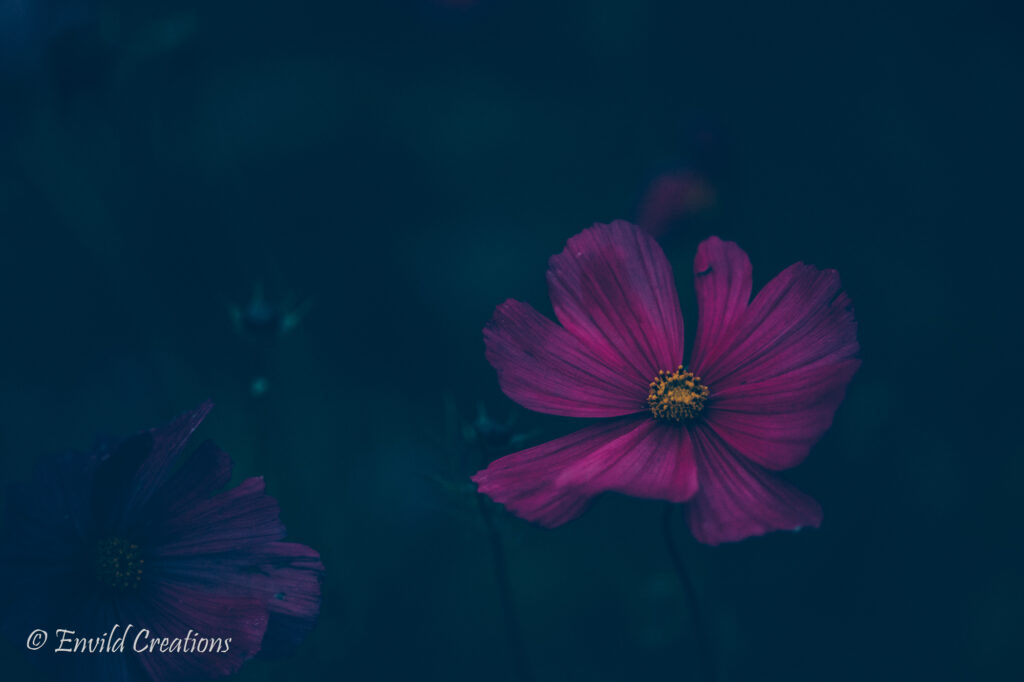 Fotografi på rosa blomma, tabitha, en höstmorgon. Foto Envild Creations 2021.
