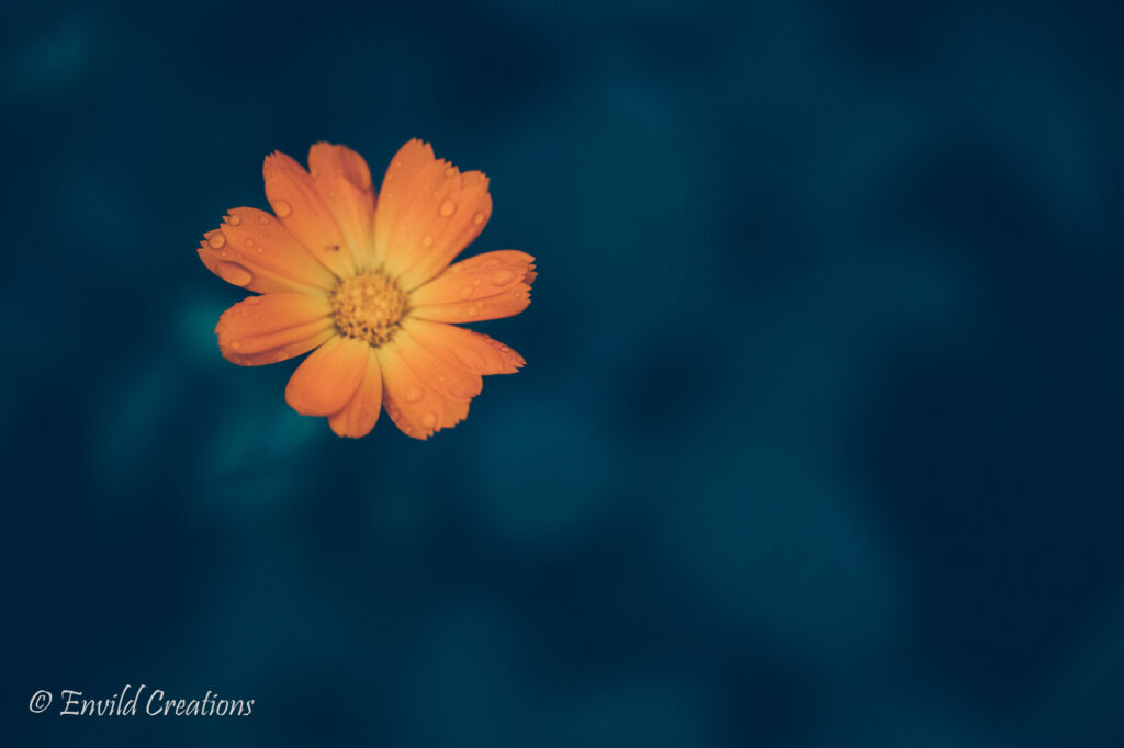 Fotografi på orange blomma, ringblomma, en höstmorgon. Foto Envild Creations 2021.