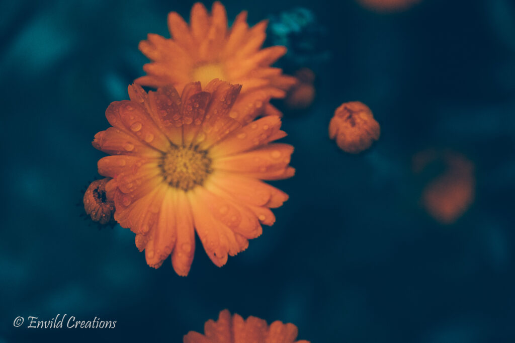 Fotografi på orange blomma, ringblomma, en höstmorgon. Foto Envild Creations 2021.