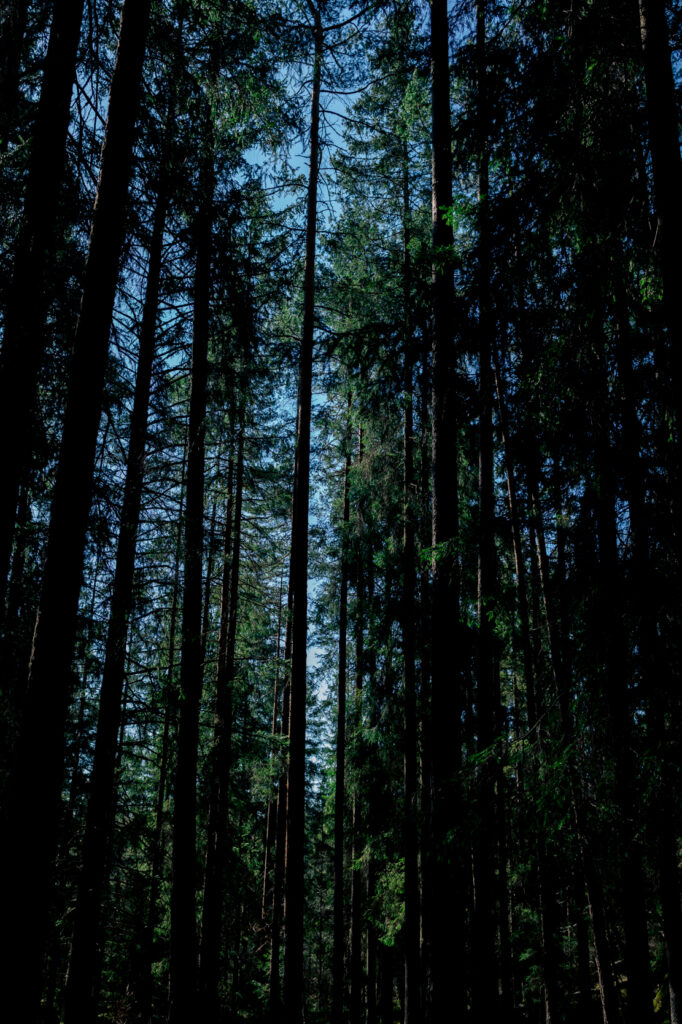 Träd i djup skog.