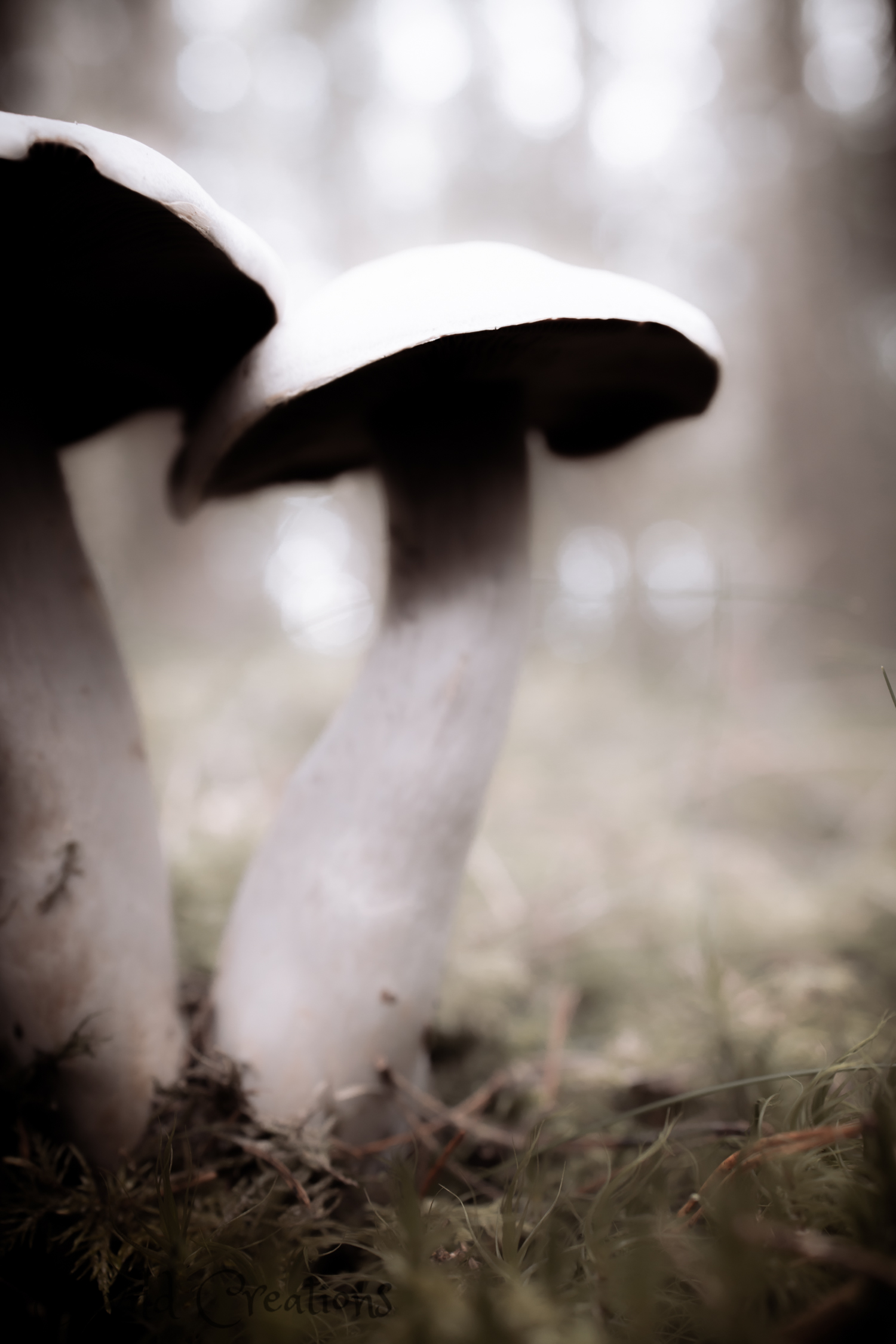 Vita svampar i skog.